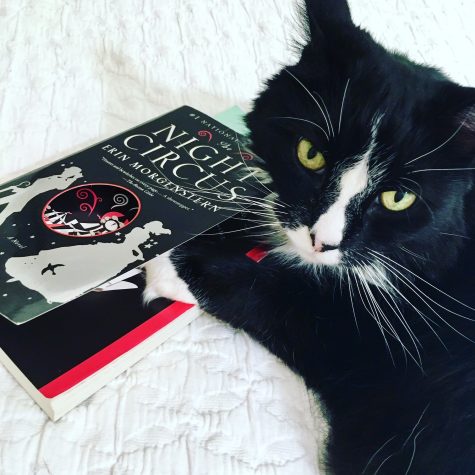 All the cool cats are reading The Night Circus