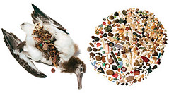 A SEAGULL POST-AUTOPSY. Significant amounts of plastic were found in its stomach. Tim Zim/ Creative Commons