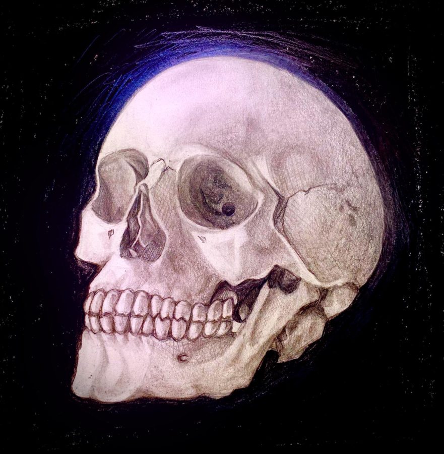 Skull+Study+by+Tommie+Barker